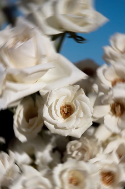 Detail shots of flowers before ceremony wedding in chileno bay auberge resort in los cabos