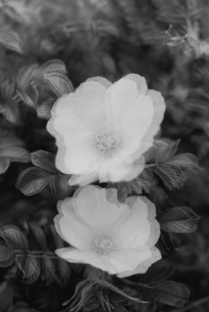 Flowers in central park in new york city during elopement