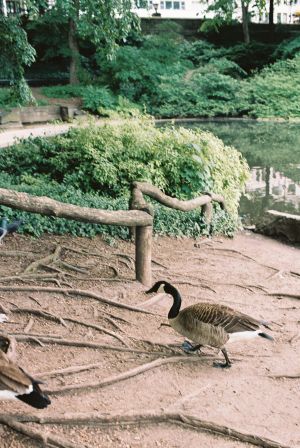 Duck in central park in new york city during elopement